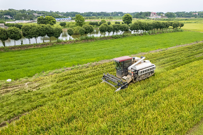 湖南望城:早稻开镰收割