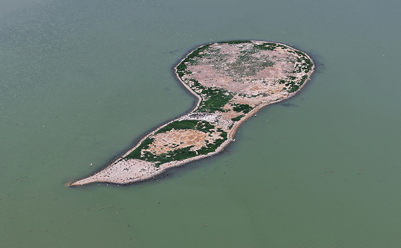 河北康保：康巴诺尔湿地 候鸟的天堂