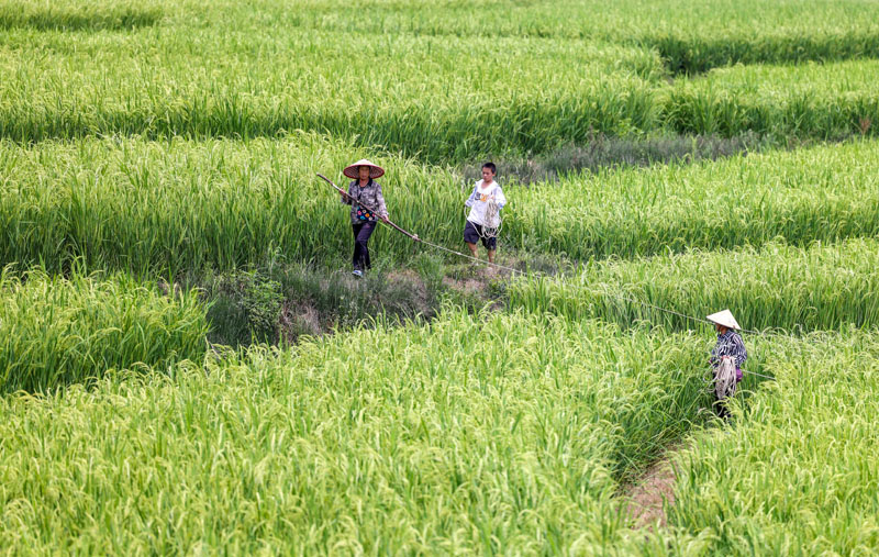 贵州岑巩：杂交水稻制种“赶花”忙