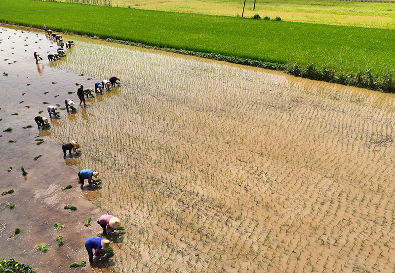 湖南：夏日炎炎忙“双抢”