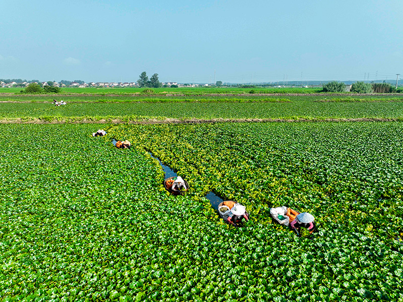 江苏泰州：菱角丰收采摘忙