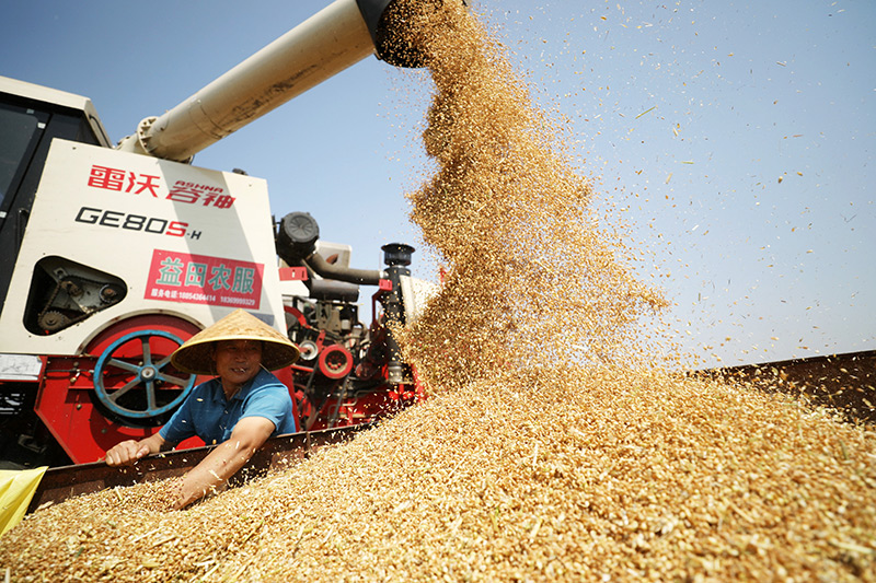 今年全国夏粮实现丰收 总产量达2923亿斤