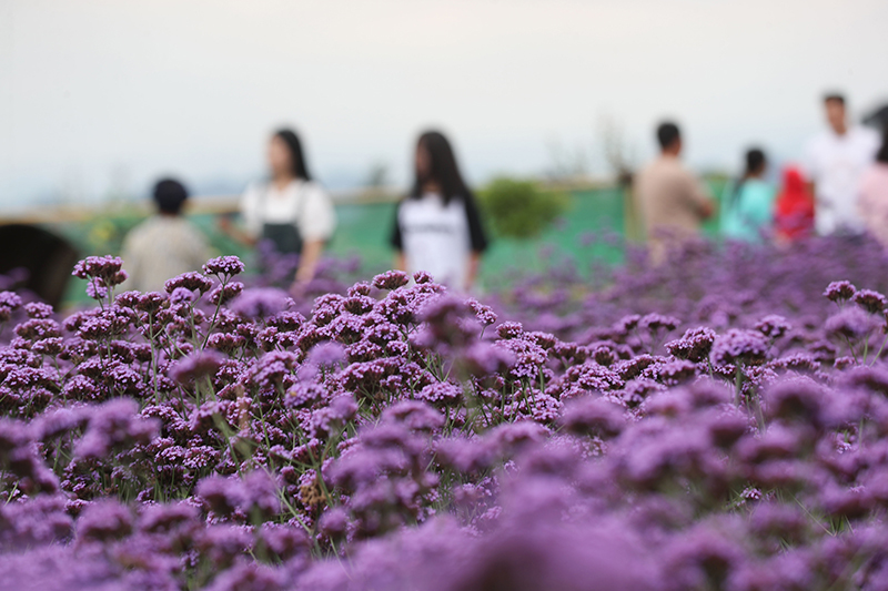 贵阳花溪：“花海”产业助力乡村振兴