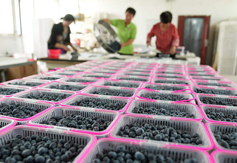 河北滦州：发展特色农业促农增收