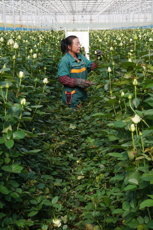西北鲜切玫瑰香飘四方