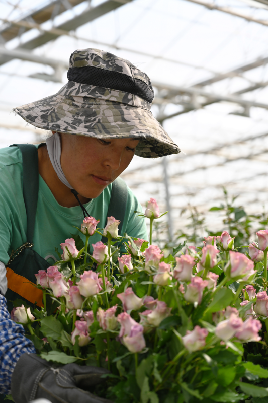 西北鲜切玫瑰香飘四方