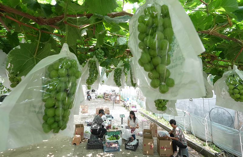 河北卢龙：葡萄种植促增收