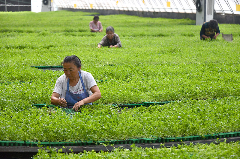 山东定陶：自动控温大棚里蔬菜育苗忙
