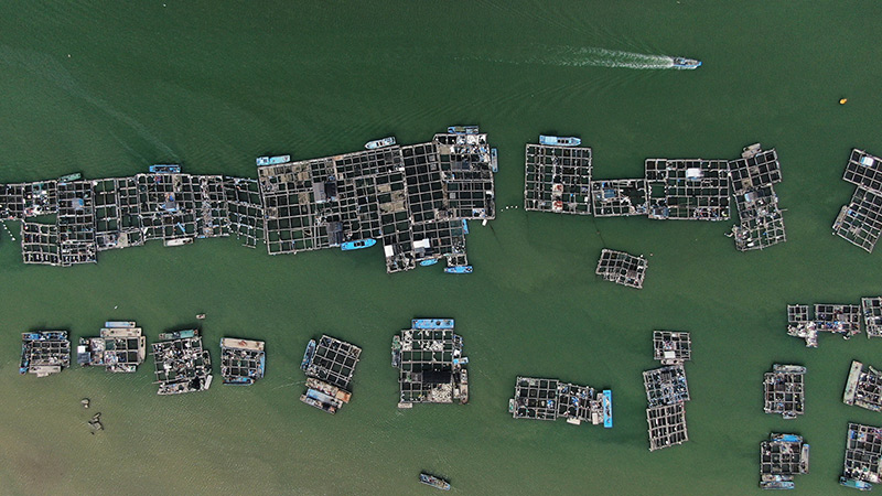 广东饶平：水产养殖谱写现代“海洋牧歌”