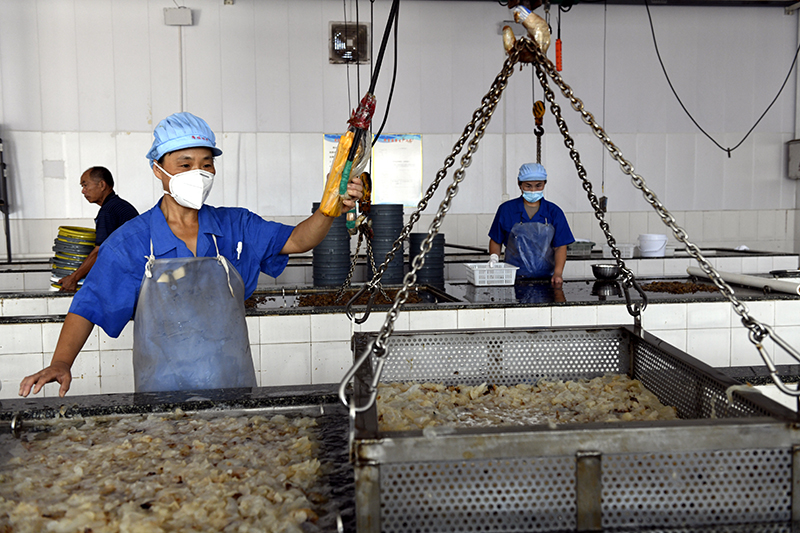 滨州沾化：海蜇加工忙
