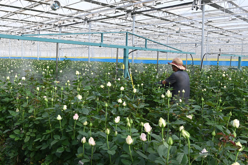 西北鲜切玫瑰香飘四方