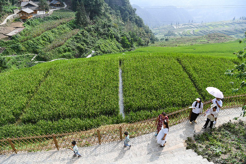 重庆酉阳:农文旅融合让乡村焕发新活力