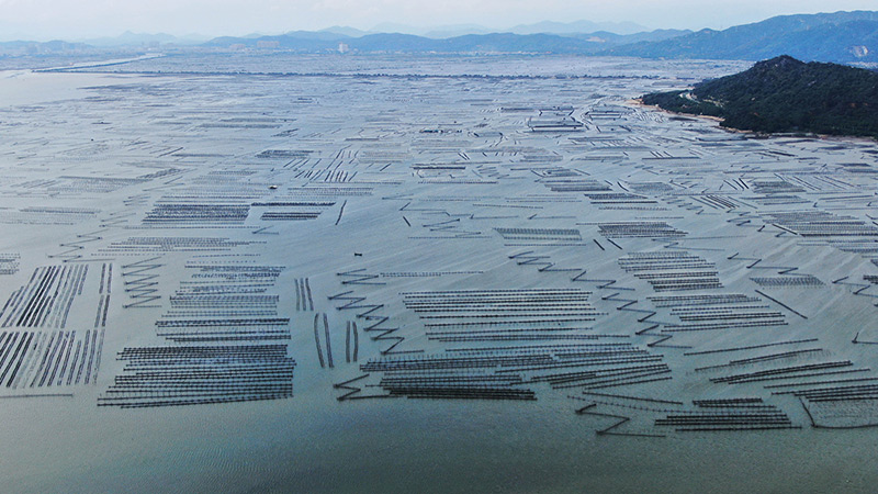 广东饶平：水产养殖谱写现代“海洋牧歌”