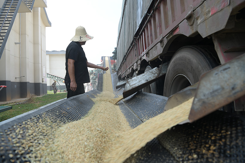 江西南昌：夏粮收购忙 稻香盈满仓