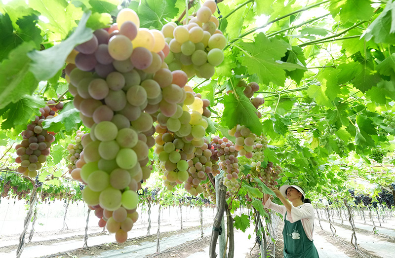 河北卢龙：葡萄种植促增收