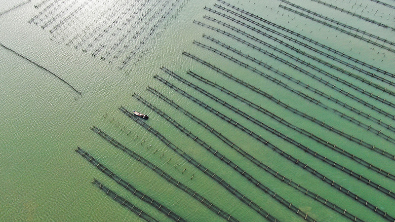广东饶平：水产养殖谱写现代“海洋牧歌”