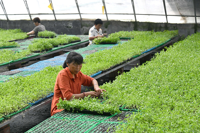 山东定陶：自动控温大棚里蔬菜育苗忙