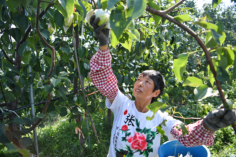 河北玉田：荒山综合开发助力乡村振兴