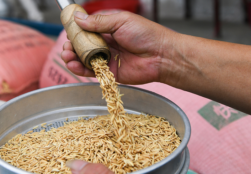 湖南道县：粮食收储 平稳有序