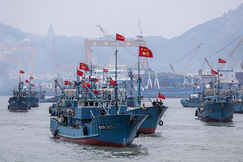 黄渤海伏季休渔结束 千船竞发耕蓝海
