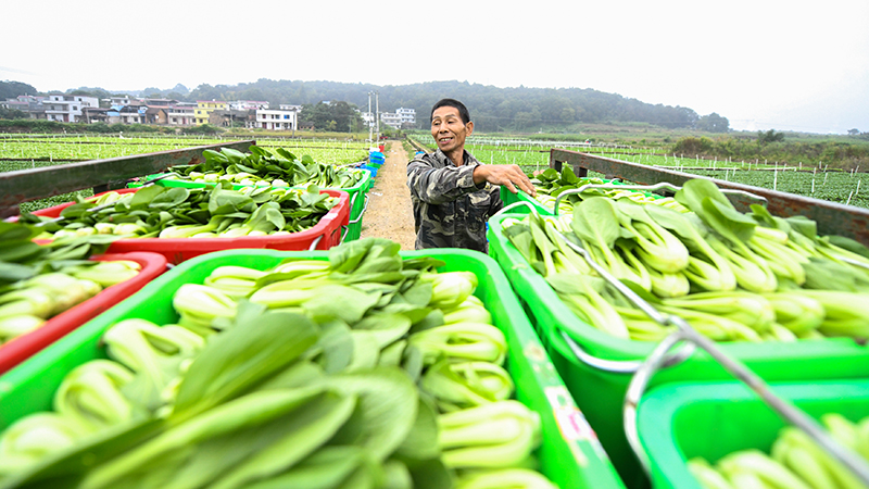 秋分农忙正当时
