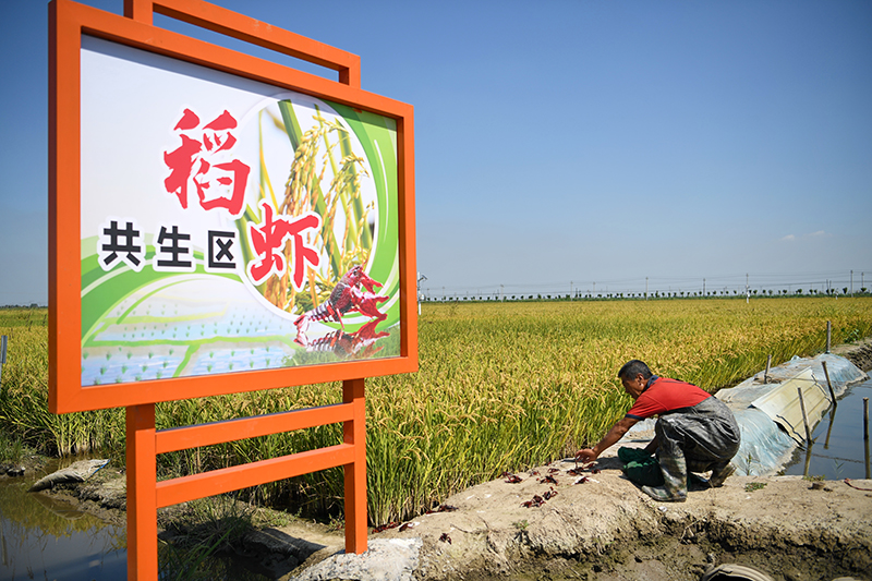 河北乐亭：盐碱地上稻飘香