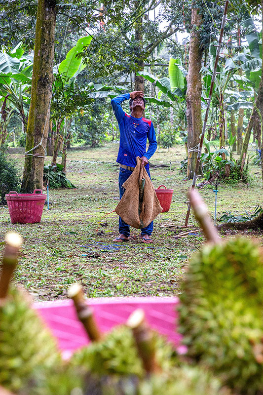 东盟榴莲的跨境之旅