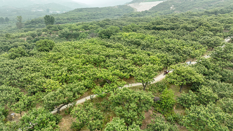 河北宽城：早熟板栗进入收获季 板栗深加工助农增收