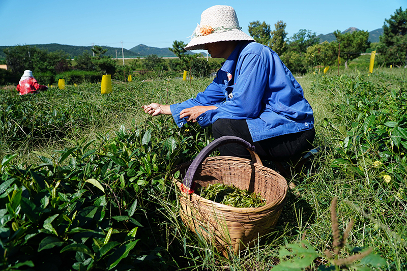 山东诸城：秋茶采摘加工忙