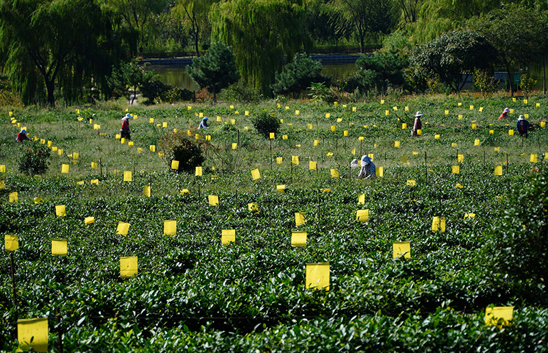 山东诸城：秋茶采摘加工忙