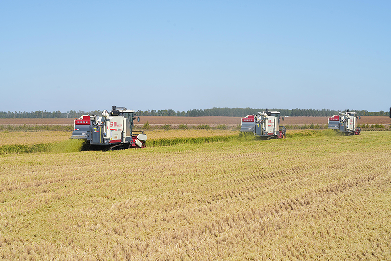 “北大仓”秋收忙