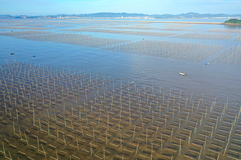浙江玉环：“海上菜园”紫菜种养忙