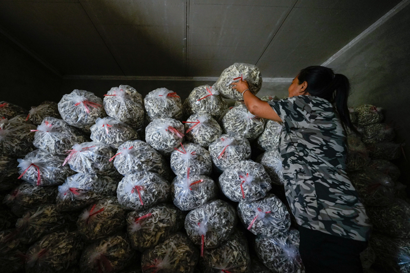 河北迁西：发展特色食用菌产业 助力乡村振兴