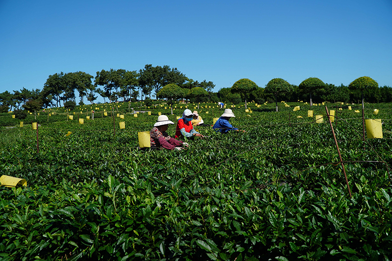 山东诸城：秋茶采摘加工忙