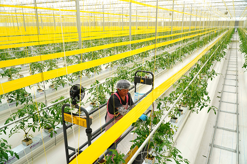 山东昌邑：高标准种植大棚里蔬菜秋播秋种忙