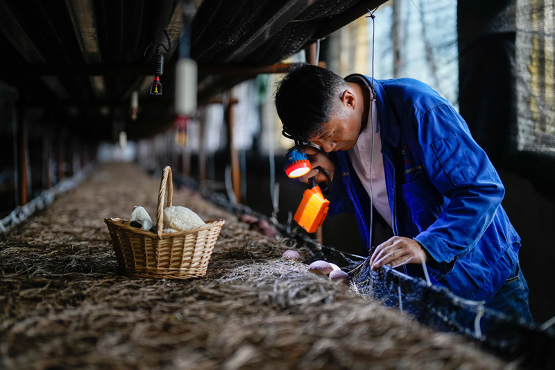 河北迁西：发展特色食用菌产业 助力乡村振兴