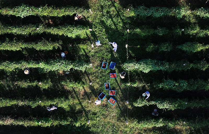 河北丰润：发展中草药种植 助力乡村振兴