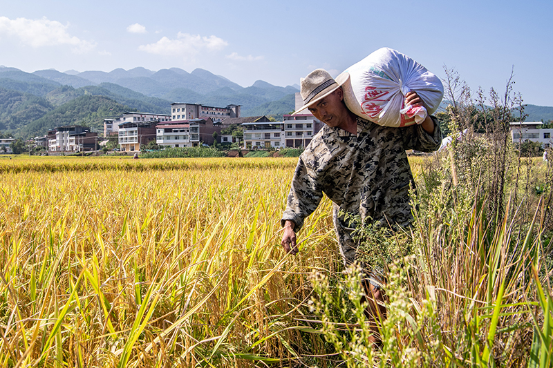 重庆巫山：收获在金秋