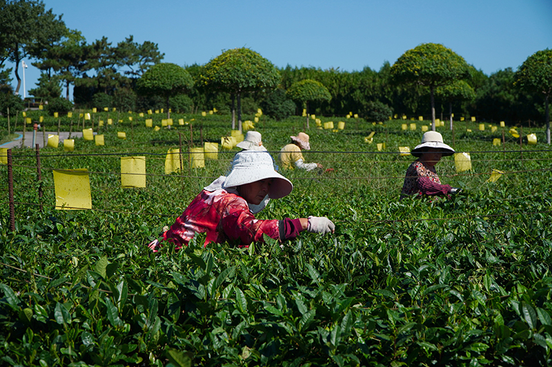 山东诸城：秋茶采摘加工忙