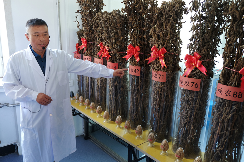 高质量发展调研行 | 让饭碗装上更多优质“龙江粮”：黑龙江打造特色现代农业