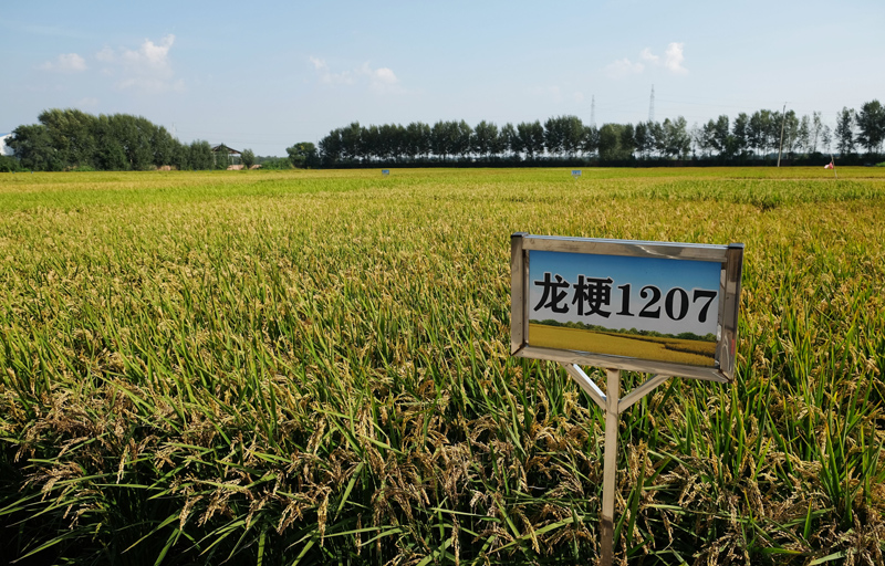 高质量发展调研行 | 让饭碗装上更多优质“龙江粮”：黑龙江打造特色现代农业