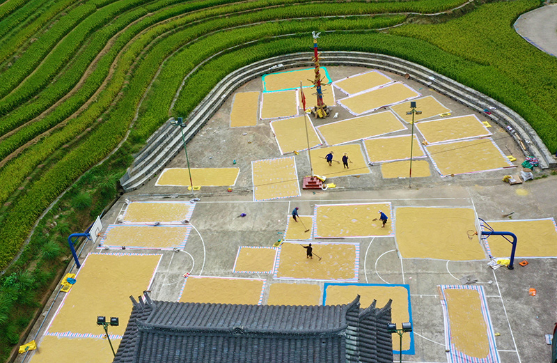 秋收好“丰”景