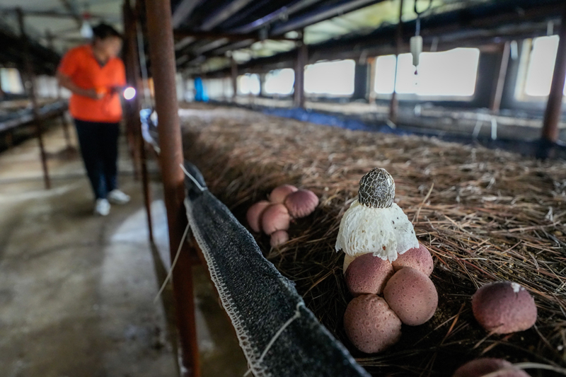 河北迁西：发展特色食用菌产业 助力乡村振兴
