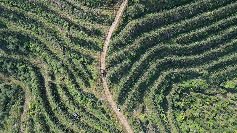 河北玉田：荒山综合开发助力乡村振兴