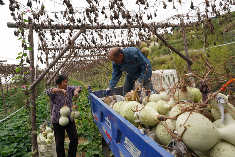 河北邢台:特色葫芦产业助增收