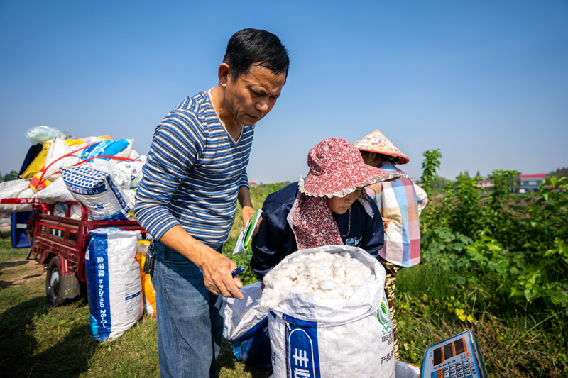 湖南南县:棉花喜丰收