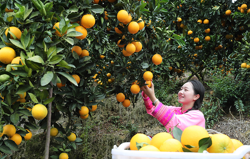 贵州榕江:脐橙喜获丰收