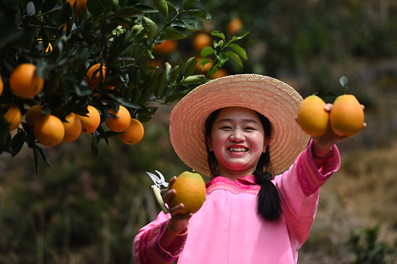贵州榕江:脐橙喜获丰收