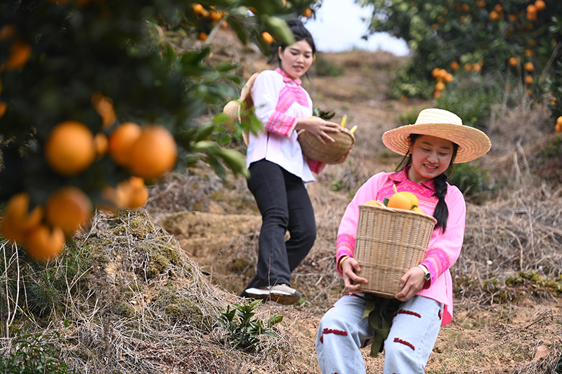 贵州榕江:脐橙喜获丰收