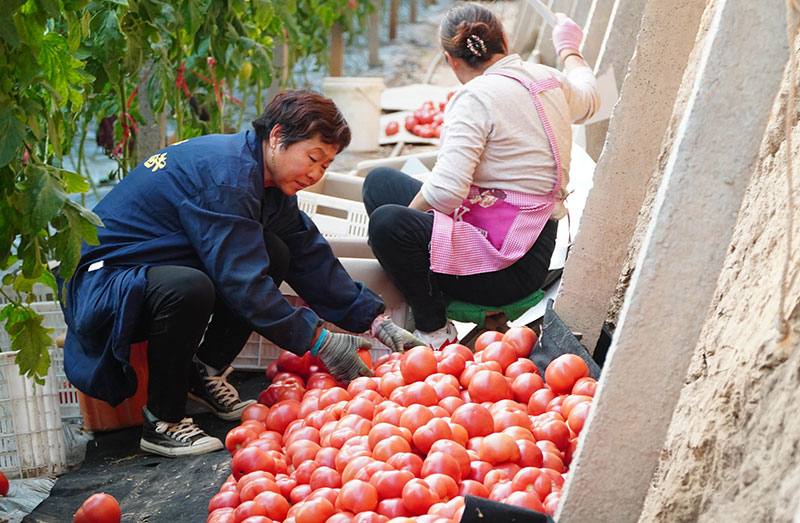 山东临邑:初冬时节大棚西红柿收获忙